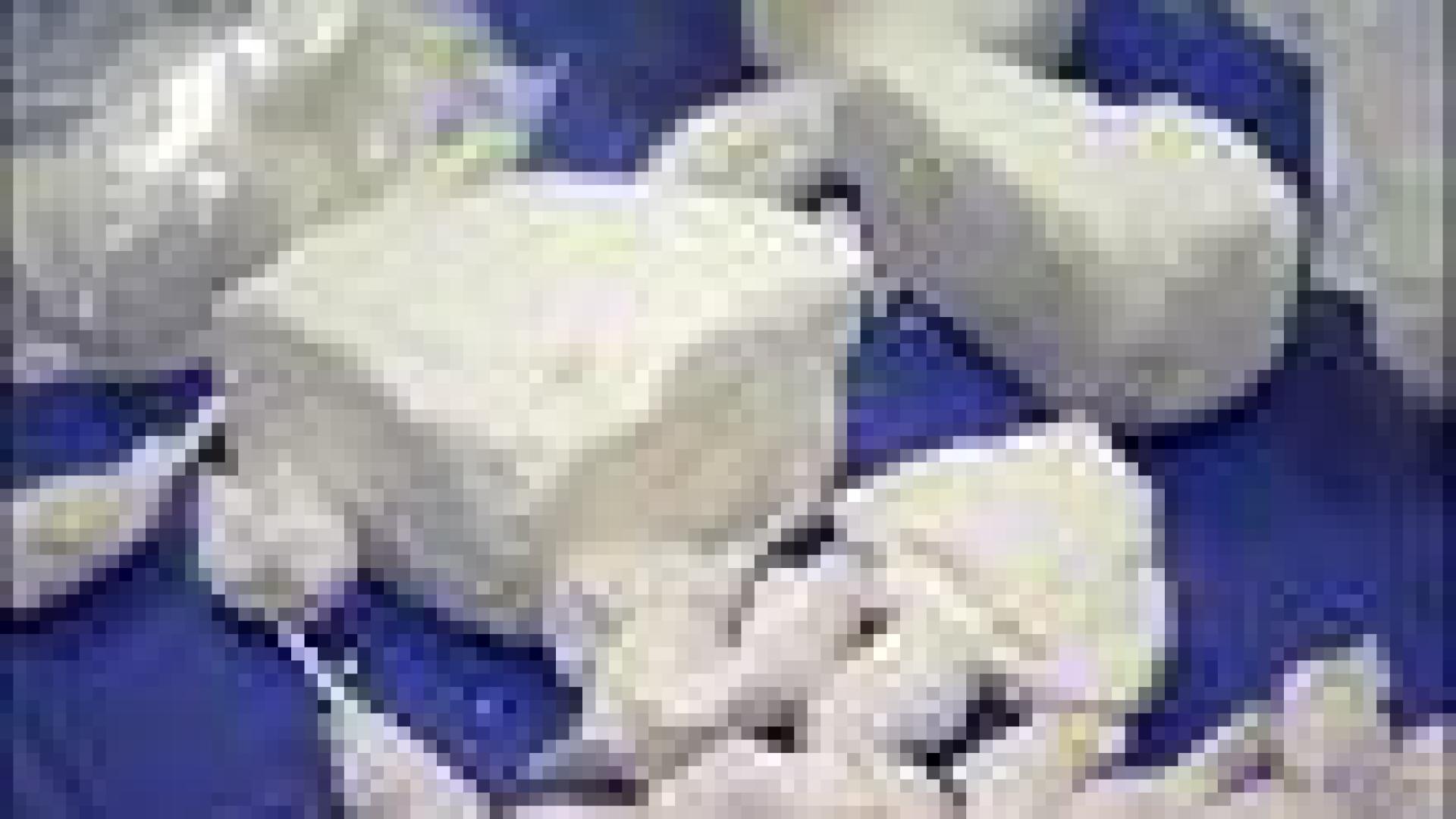 Liège : important trafic de drogue démantelé